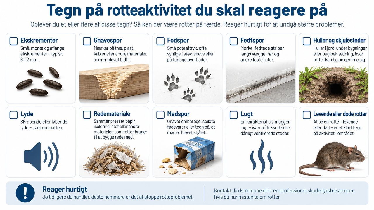 En infografik der viser de ti vigtigste tegn på rotteaktivitet, som man bør reagere hurtigt på.