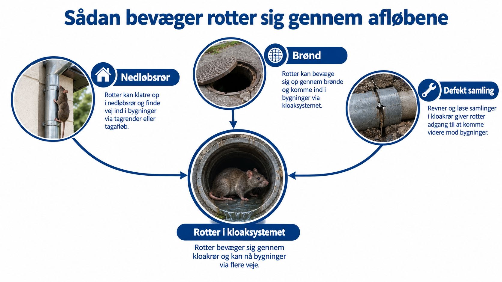 En infografik der viser hvordan rotter kan bevæge sig gennem kloaksystemer, nedløbsrør og defekte rør ind i bygninger.